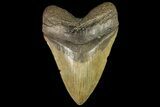 Nice, Fossil Megalodon Tooth - Georgia #156556-1